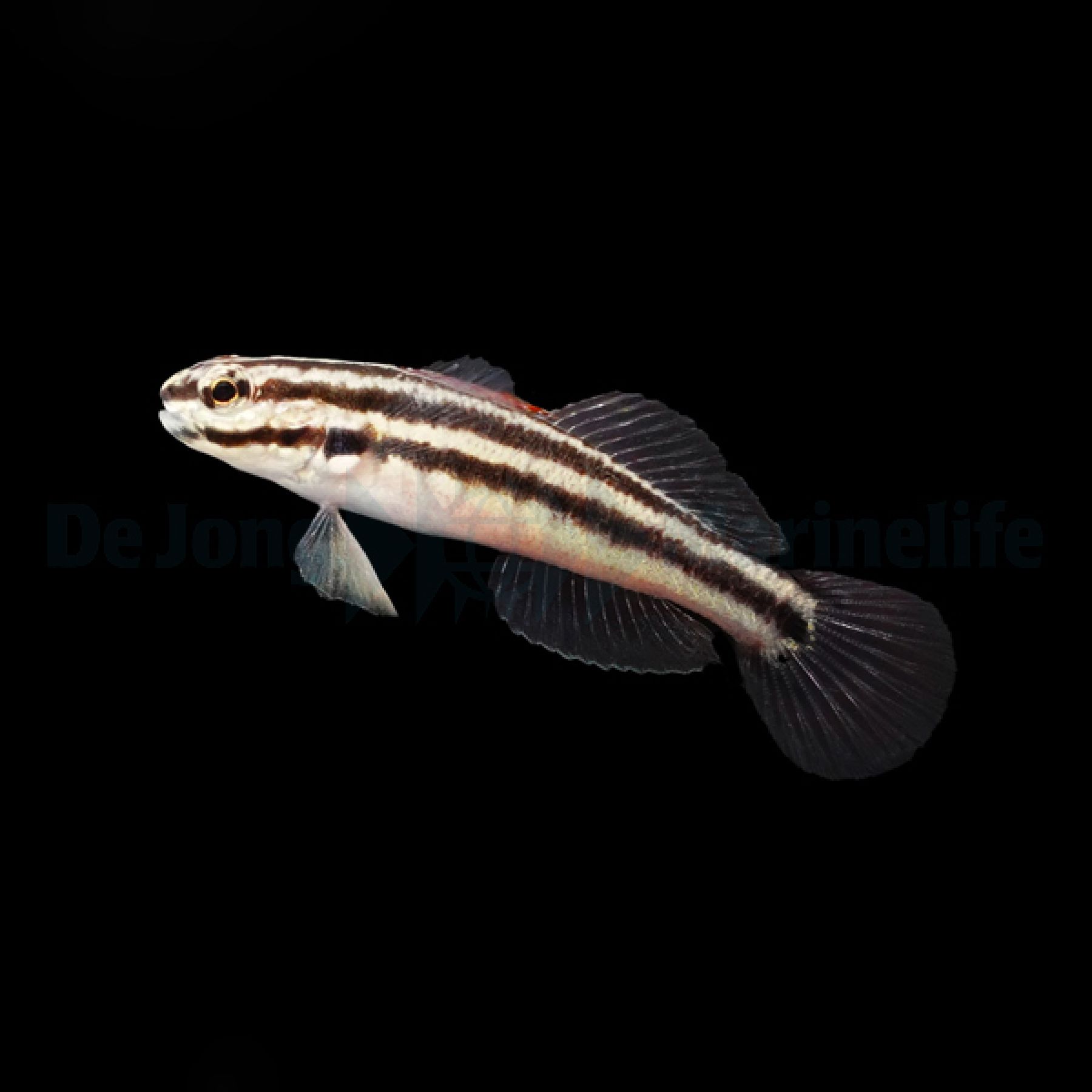 Amblygobius linki Links Grundel (Nachzucht)
